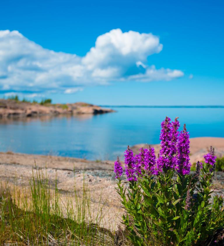 Öar, hav och strandblommor en solig dag på Åland